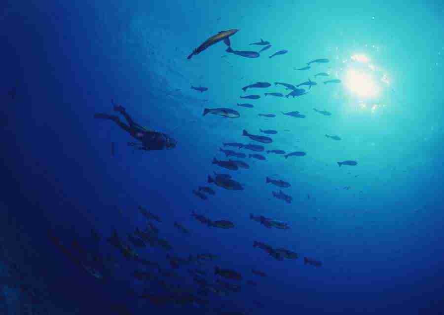 Scuba And Underwater World - Datacraft Sozaijiten  ></a>
<script language=JavaScript> 
  var txt = 