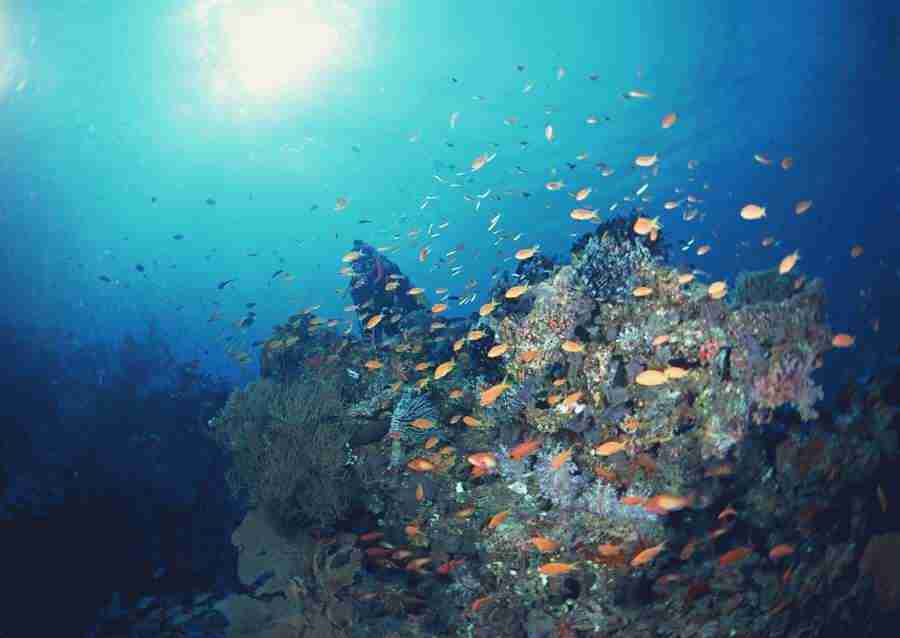 Scuba And Underwater World - Datacraft Sozaijiten  ></a>
<script language=JavaScript> 
  var txt = 