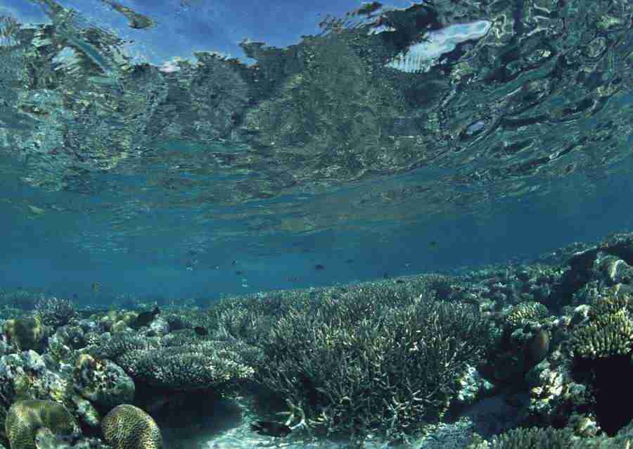 Scuba And Underwater World - Datacraft Sozaijiten  ></a>
<script language=JavaScript> 
  var txt = 
