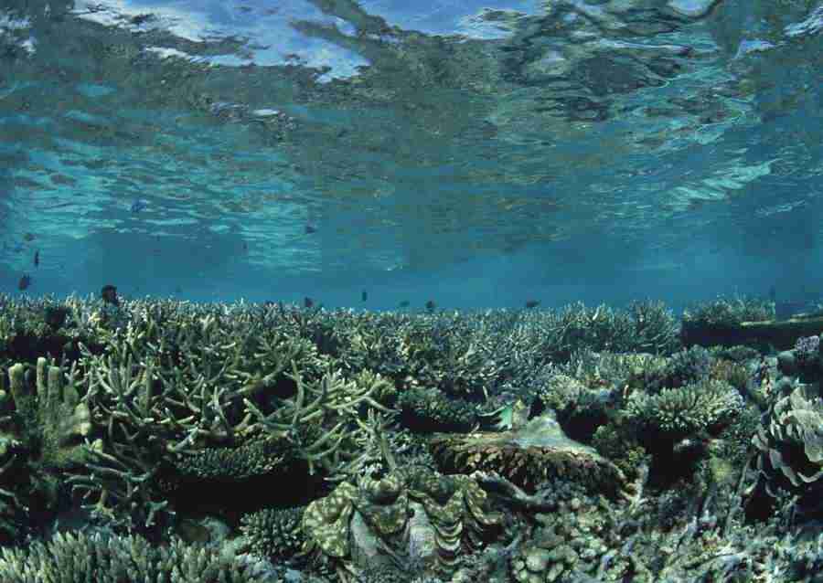 Scuba And Underwater World - Datacraft Sozaijiten  ></a>
<script language=JavaScript> 
  var txt = 