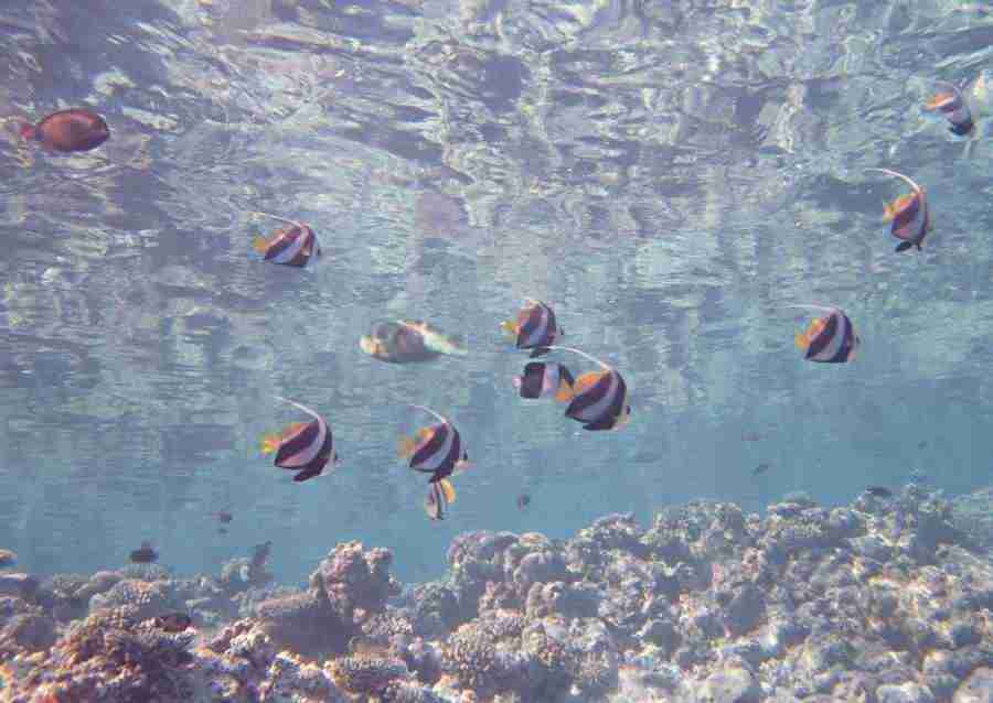 Scuba And Underwater World - Datacraft Sozaijiten  ></a>
<script language=JavaScript> 
  var txt = 