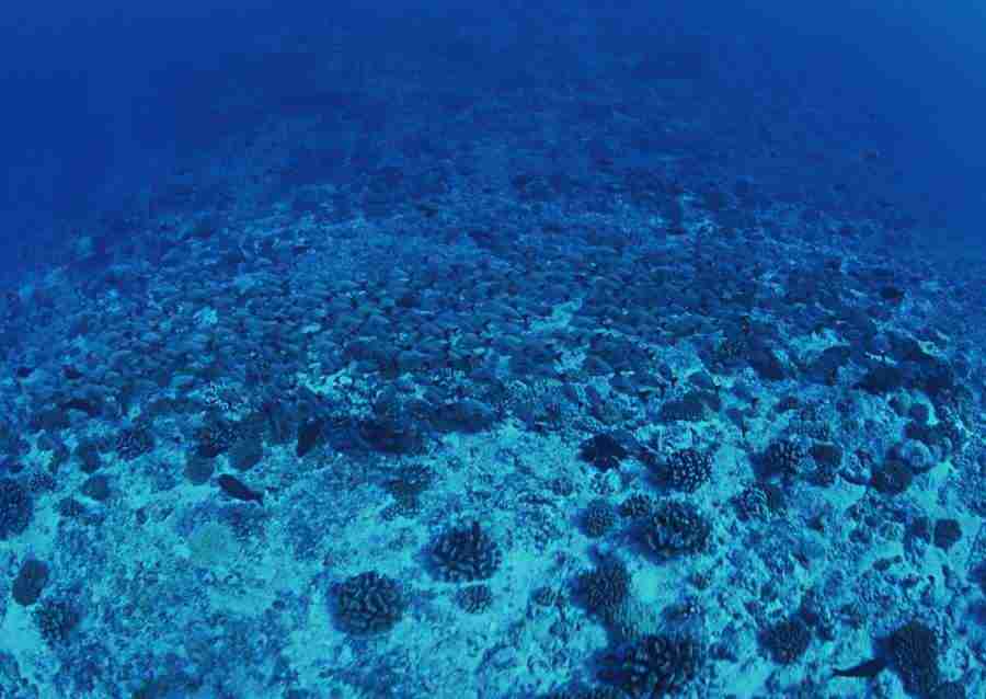 Scuba And Underwater World - Datacraft Sozaijiten  ></a>
<script language=JavaScript> 
  var txt = 