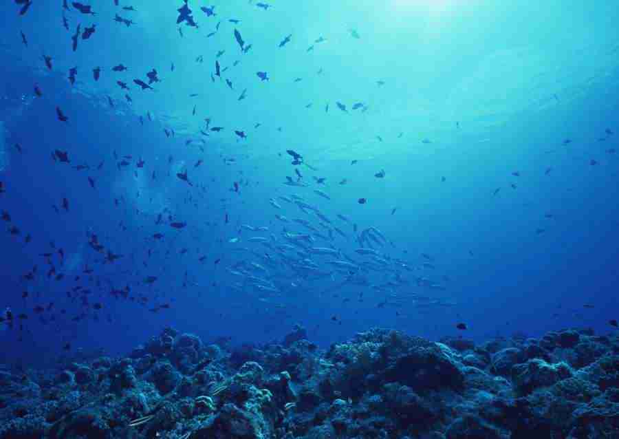 Scuba And Underwater World - Datacraft Sozaijiten  ></a>
<script language=JavaScript> 
  var txt = 