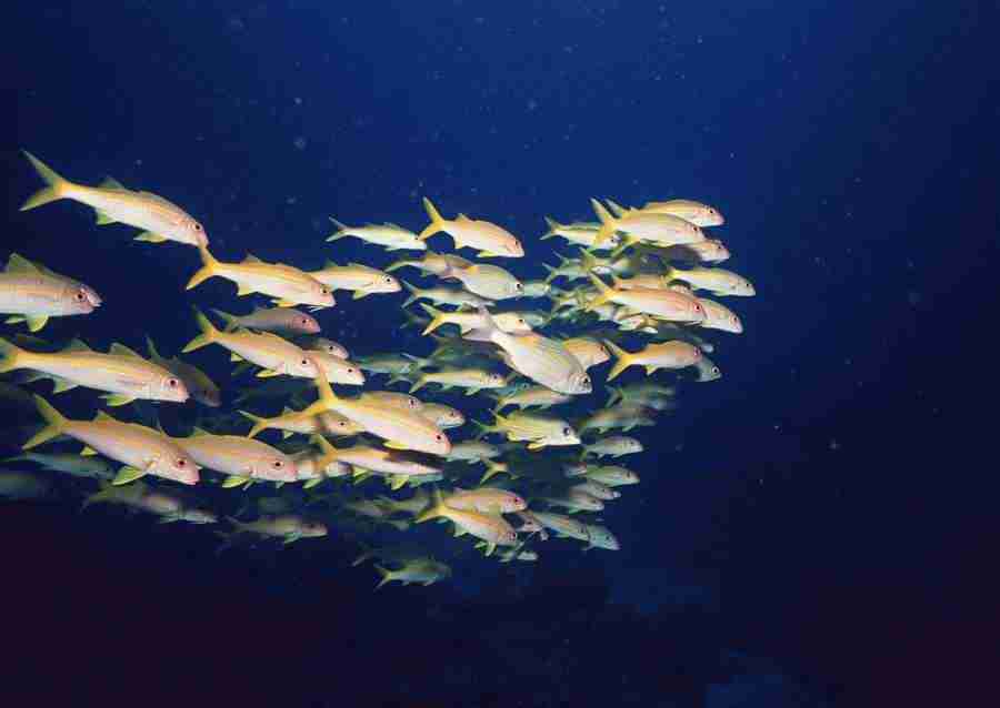 Scuba And Underwater World - Datacraft Sozaijiten  ></a>
<script language=JavaScript> 
  var txt = 