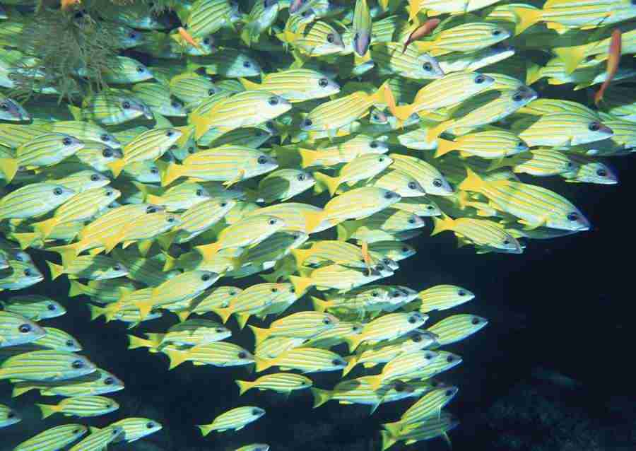 Scuba And Underwater World - Datacraft Sozaijiten  ></a>
<script language=JavaScript> 
  var txt = 