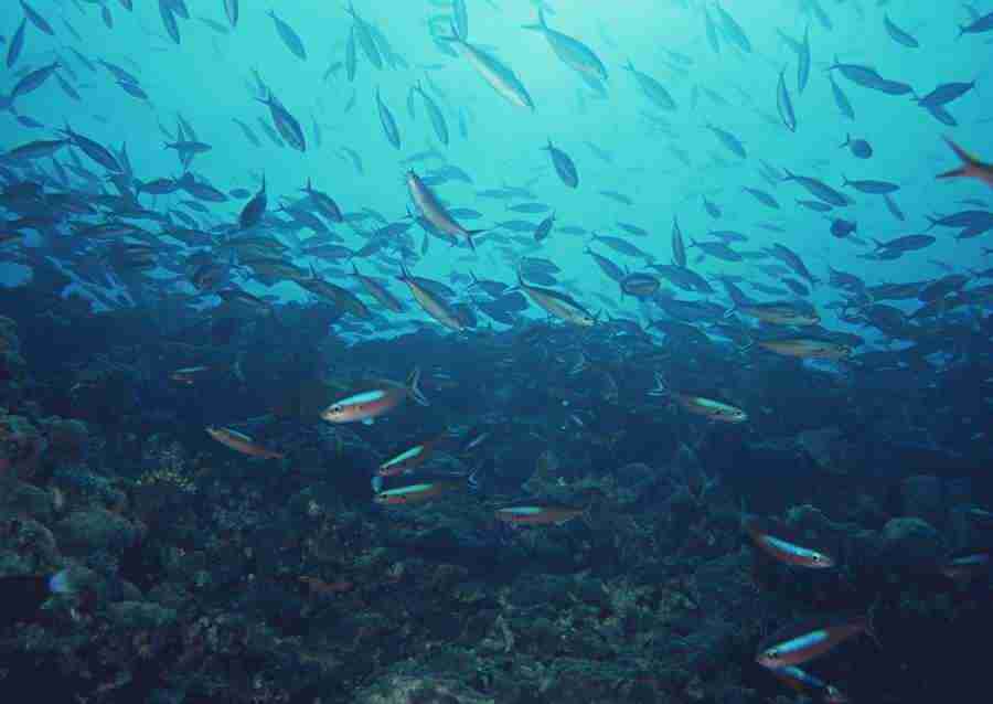 Scuba And Underwater World - Datacraft Sozaijiten  ></a>
<script language=JavaScript> 
  var txt = 