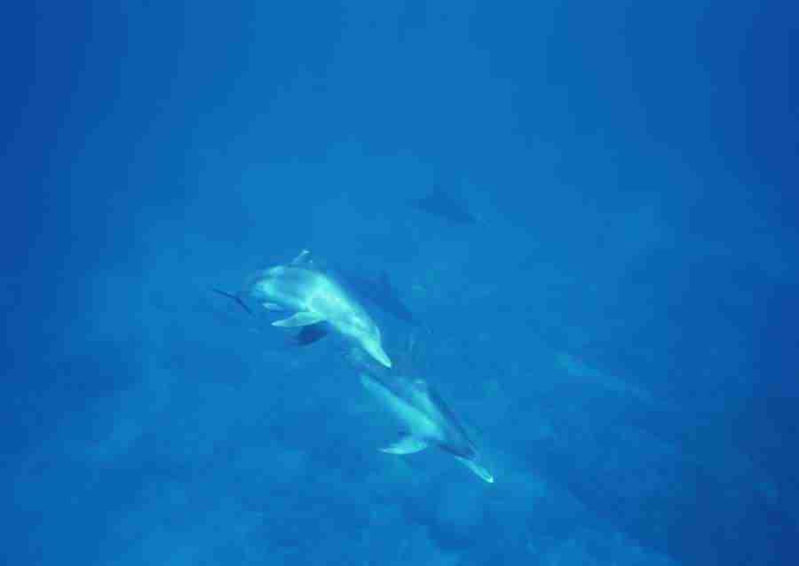 Scuba And Underwater World - Datacraft Sozaijiten  ></a>
<script language=JavaScript> 
  var txt = 