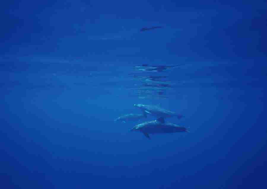 Scuba And Underwater World - Datacraft Sozaijiten  ></a>
<script language=JavaScript> 
  var txt = 