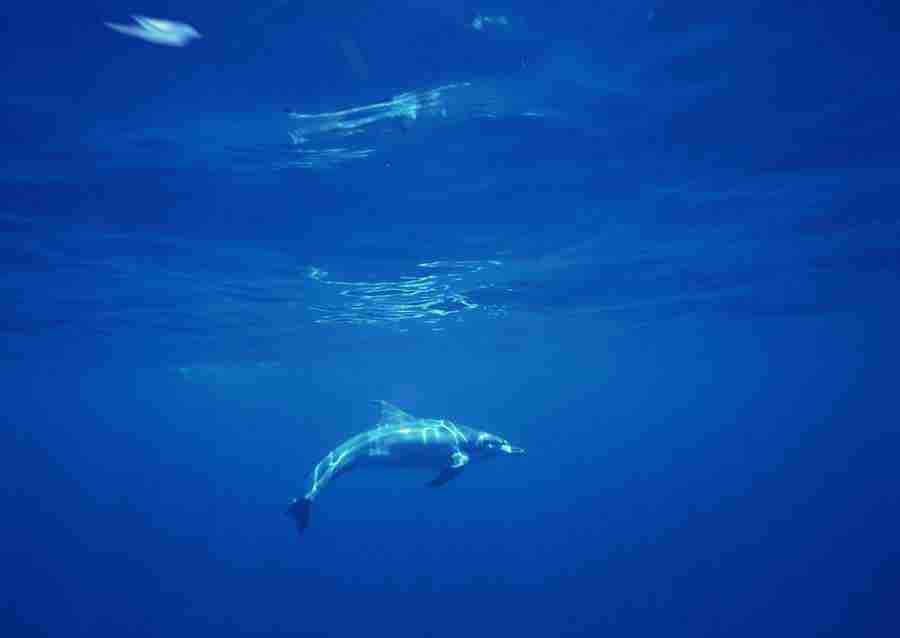 Scuba And Underwater World - Datacraft Sozaijiten  ></a>
<script language=JavaScript> 
  var txt = 