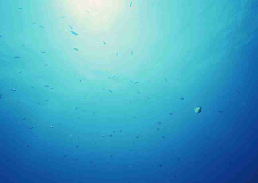 Scuba And Underwater World - Datacraft Sozaijiten  ></a>
<script language=JavaScript> 
  var txt = 