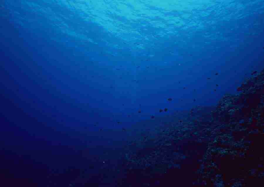 Scuba And Underwater World - Datacraft Sozaijiten  ></a>
<script language=JavaScript> 
  var txt = 