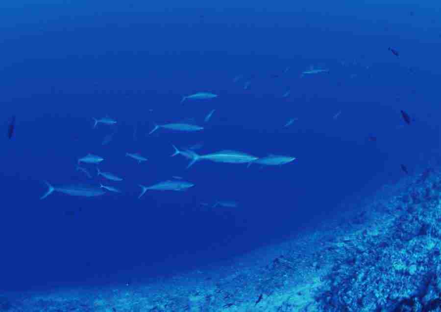 Scuba And Underwater World - Datacraft Sozaijiten  ></a>
<script language=JavaScript> 
  var txt = 