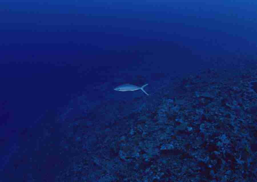 Scuba And Underwater World - Datacraft Sozaijiten  ></a>
<script language=JavaScript> 
  var txt = 