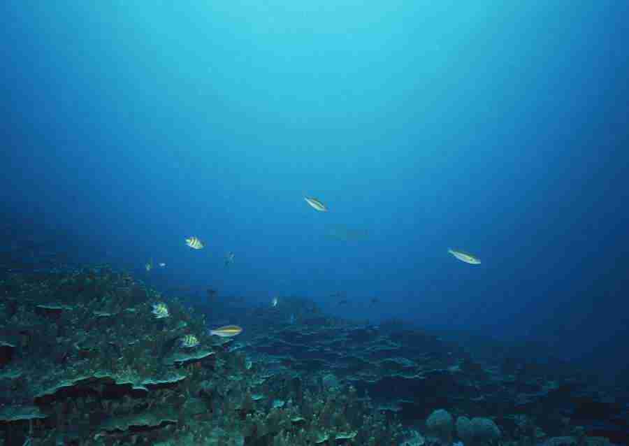 Scuba And Underwater World - Datacraft Sozaijiten  ></a>
<script language=JavaScript> 
  var txt = 