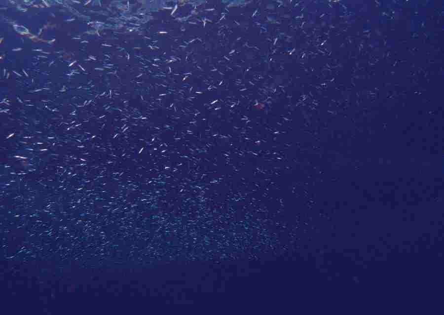 Scuba And Underwater World - Datacraft Sozaijiten  ></a>
<script language=JavaScript> 
  var txt = 