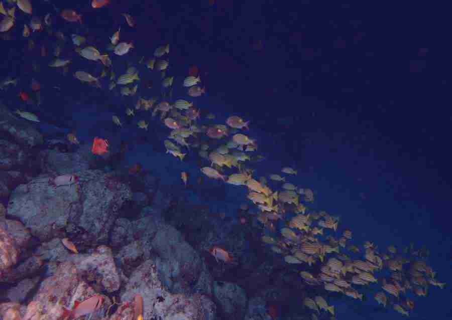 Scuba And Underwater World - Datacraft Sozaijiten  ></a>
<script language=JavaScript> 
  var txt = 