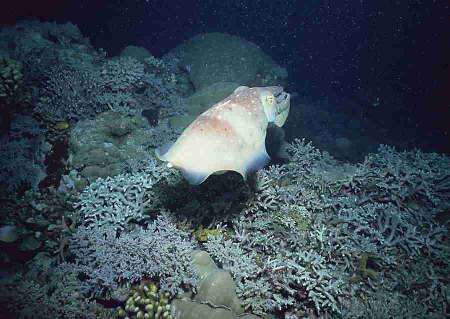 Scuba And Underwater World - Datacraft Sozaijiten  ></a>
<script language=JavaScript> 
  var txt = 