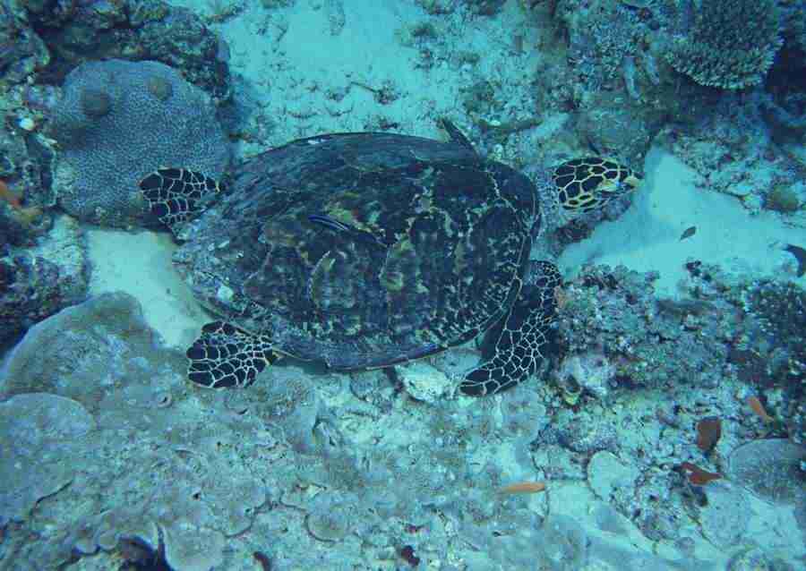 Scuba And Underwater World - Datacraft Sozaijiten  ></a>
<script language=JavaScript> 
  var txt = 