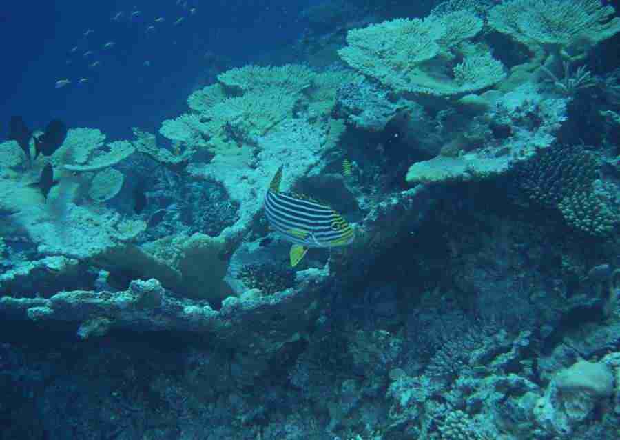 Scuba And Underwater World - Datacraft Sozaijiten  ></a>
<script language=JavaScript> 
  var txt = 