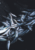 Datacraft Sozaijiten : Seasonal Fish and Shellfis 