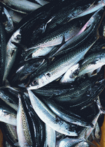 Datacraft Sozaijiten : Seasonal Fish and Shellfis 