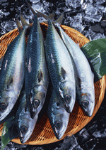 Datacraft Sozaijiten : Seasonal Fish and Shellfis 