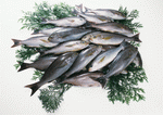 Datacraft Sozaijiten : Seasonal Fish and Shellfis 