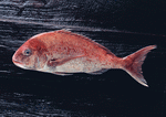 Datacraft Sozaijiten : Seasonal Fish and Shellfis 