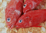 Datacraft Sozaijiten : Seasonal Fish and Shellfis 