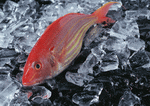 Datacraft Sozaijiten : Seasonal Fish and Shellfis 