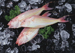 Datacraft Sozaijiten : Seasonal Fish and Shellfis 