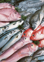 Datacraft Sozaijiten : Seasonal Fish and Shellfis 