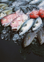 Datacraft Sozaijiten : Seasonal Fish and Shellfis 