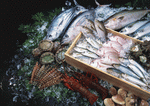 Datacraft Sozaijiten : Seasonal Fish and Shellfis 