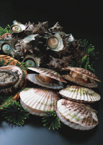 Datacraft Sozaijiten : Seasonal Fish and Shellfis 