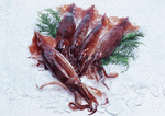 Datacraft Sozaijiten : Seasonal Fish and Shellfis 