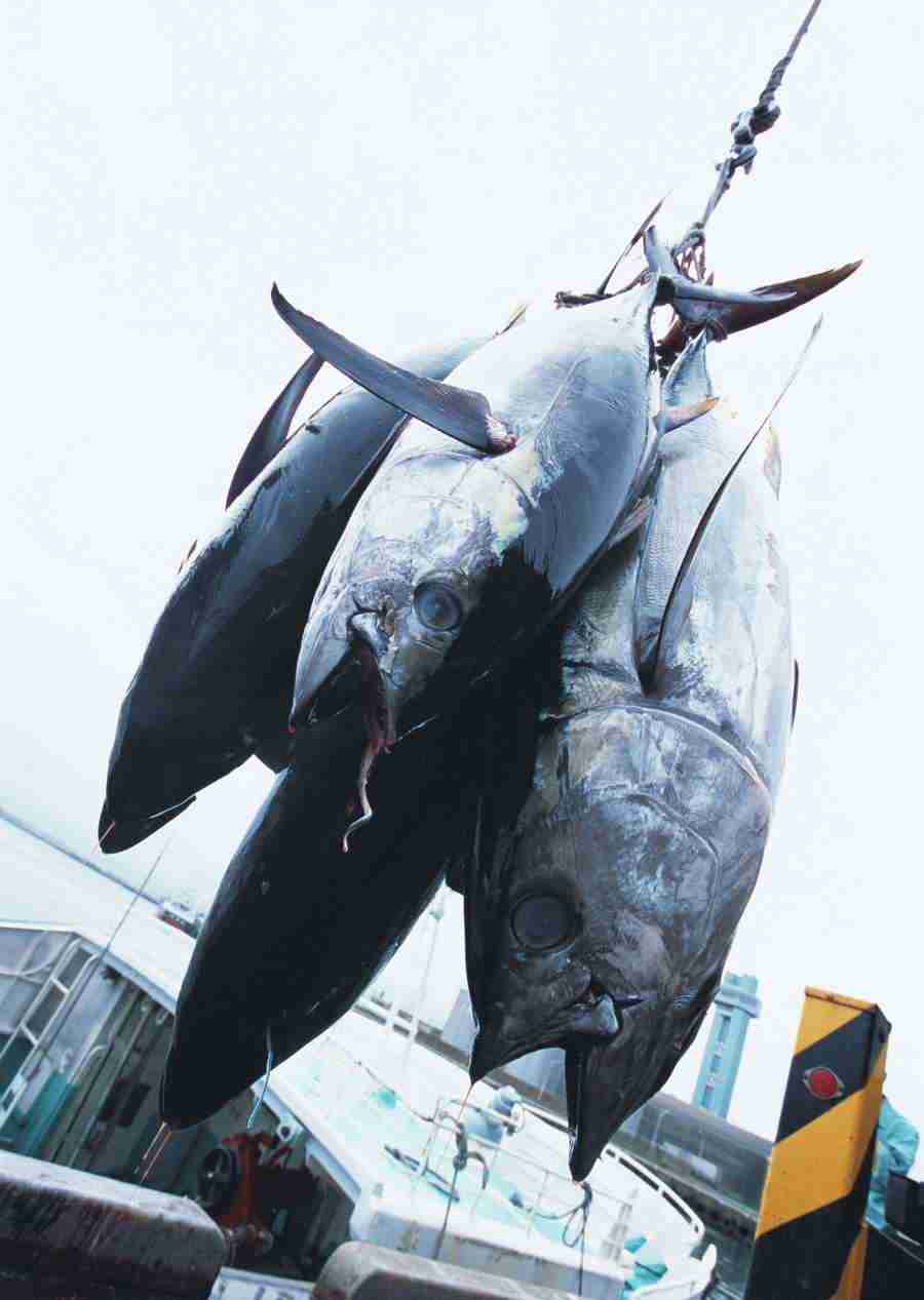 Seasonal Fish and Shellfis - Datacraft Sozaijiten  ></a>
<script language=JavaScript> 
  var txt = 