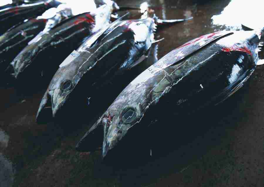 Seasonal Fish and Shellfis - Datacraft Sozaijiten  ></a>
<script language=JavaScript> 
  var txt = 