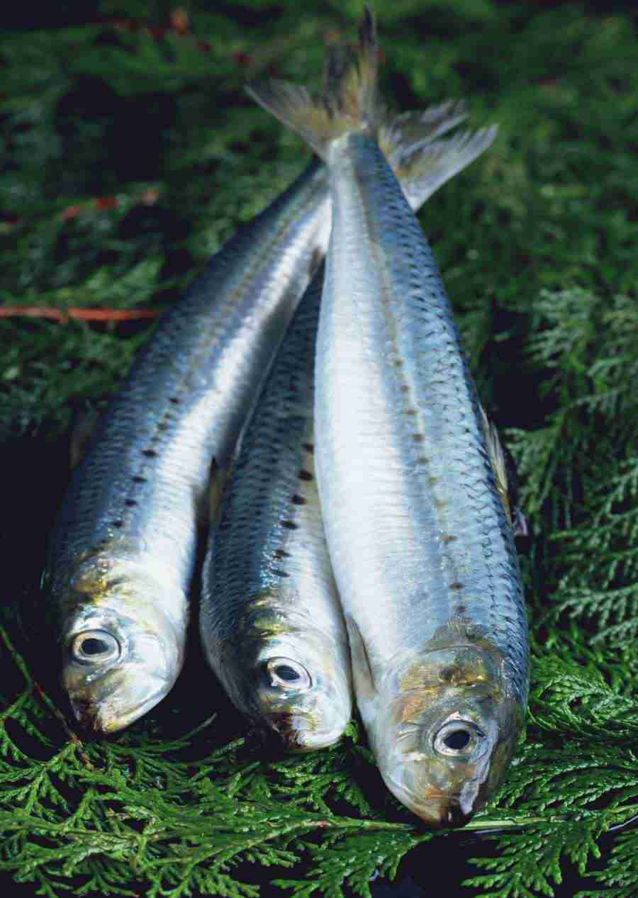 Seasonal Fish and Shellfis - Datacraft Sozaijiten  ></a>
<script language=JavaScript> 
  var txt = 