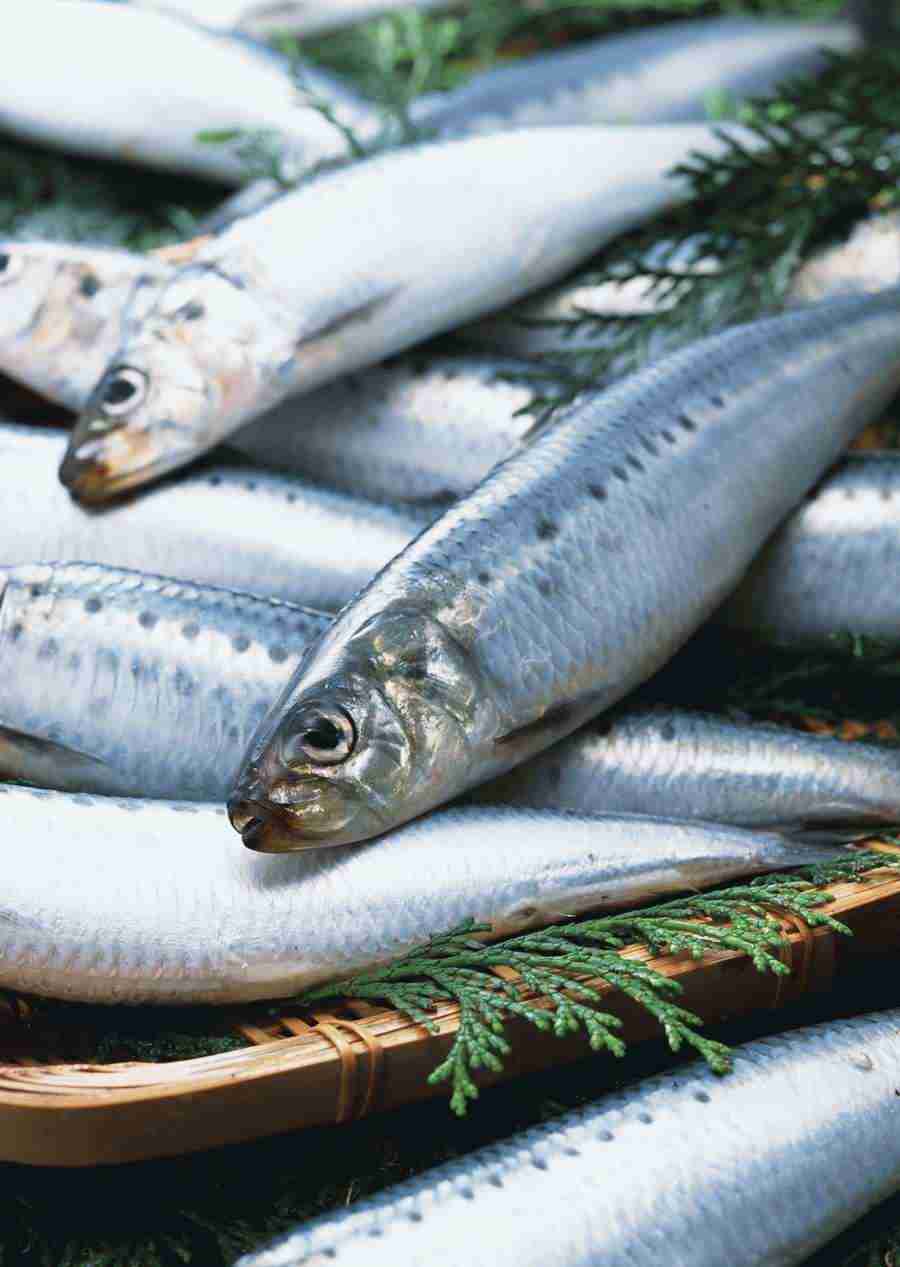 Seasonal Fish and Shellfis - Datacraft Sozaijiten  ></a>
<script language=JavaScript> 
  var txt = 