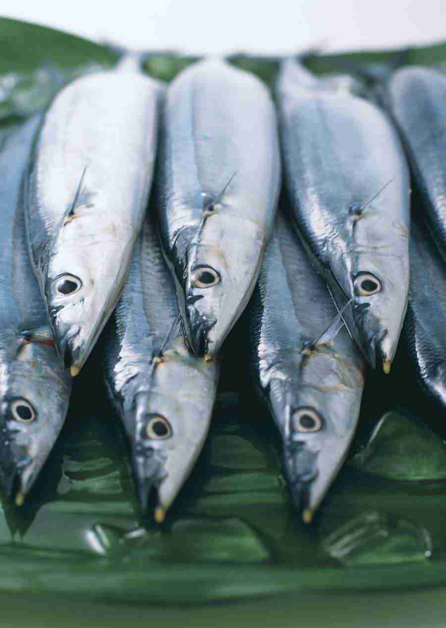Seasonal Fish and Shellfis - Datacraft Sozaijiten  ></a>
<script language=JavaScript> 
  var txt = 