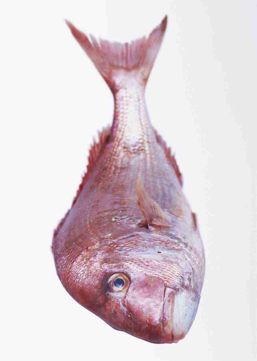 Seasonal Fish and Shellfis - Datacraft Sozaijiten  ></a>
<script language=JavaScript> 
  var txt = 