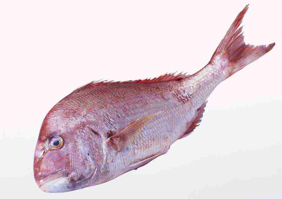 Seasonal Fish and Shellfis - Datacraft Sozaijiten  ></a>
<script language=JavaScript> 
  var txt = 