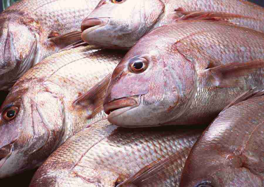 Seasonal Fish and Shellfis - Datacraft Sozaijiten  ></a>
<script language=JavaScript> 
  var txt = 