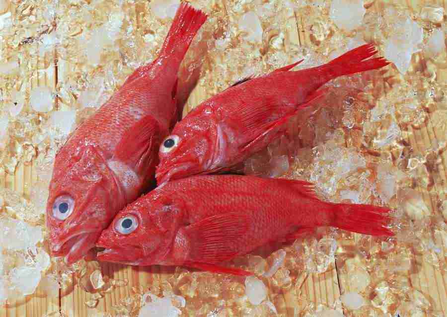 Seasonal Fish and Shellfis - Datacraft Sozaijiten  ></a>
<script language=JavaScript> 
  var txt = 