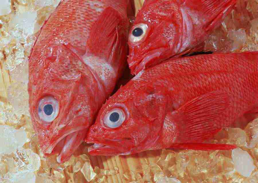 Seasonal Fish and Shellfis - Datacraft Sozaijiten  ></a>
<script language=JavaScript> 
  var txt = 