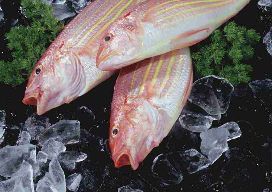 Seasonal Fish and Shellfis - Datacraft Sozaijiten  ></a>
<script language=JavaScript> 
  var txt = 