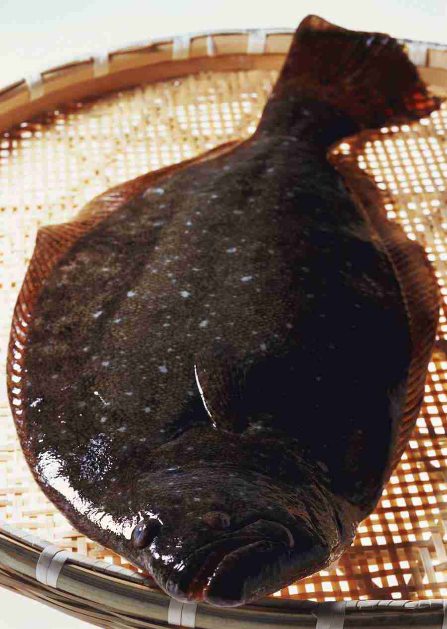 Seasonal Fish and Shellfis - Datacraft Sozaijiten  ></a>
<script language=JavaScript> 
  var txt = 