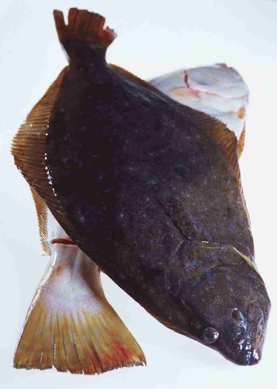 Seasonal Fish and Shellfis - Datacraft Sozaijiten  ></a>
<script language=JavaScript> 
  var txt = 