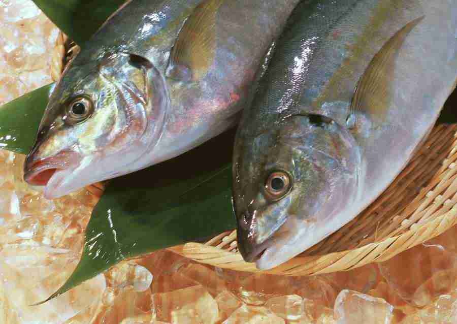 Seasonal Fish and Shellfis - Datacraft Sozaijiten  ></a>
<script language=JavaScript> 
  var txt = 